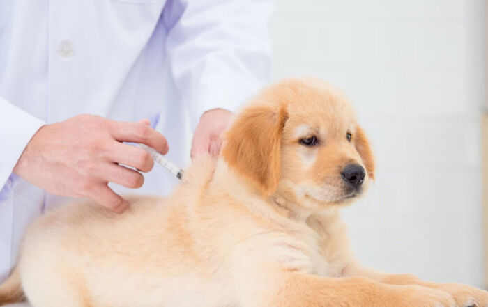 vacunacion de mascotas azuqueca