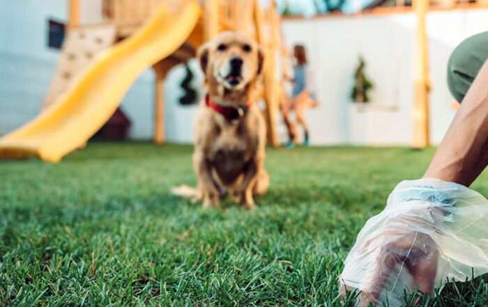 Analisis de Excrementos de Perros