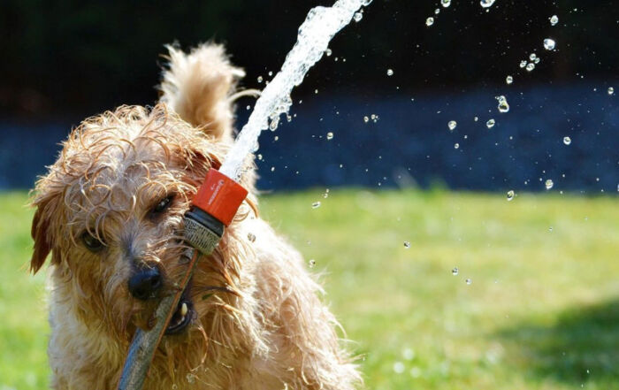 mascotas en verano