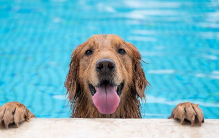 Consejos de Seguridad para Perros